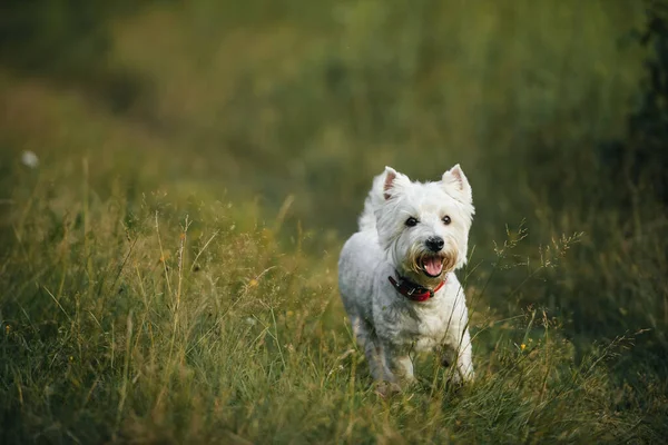 West Terrier Dog Running Field — Stock Photo, Image