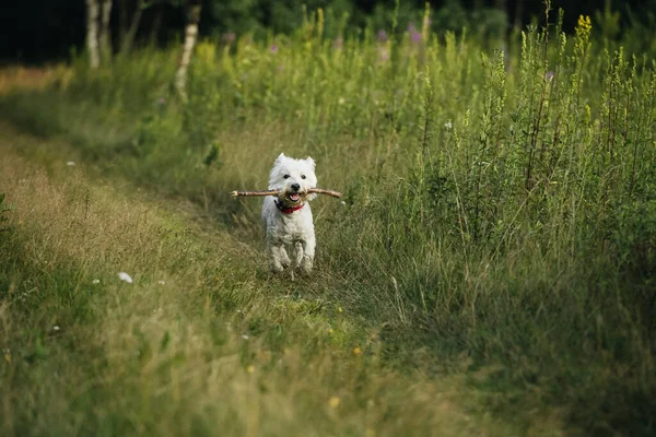 West Terrier Perro Corriendo Con Palo Campo — Foto de Stock