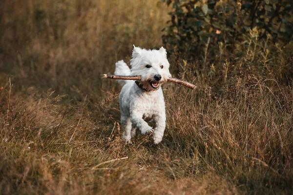 West Terrier Cão Correndo Com Vara Campo — Fotografia de Stock