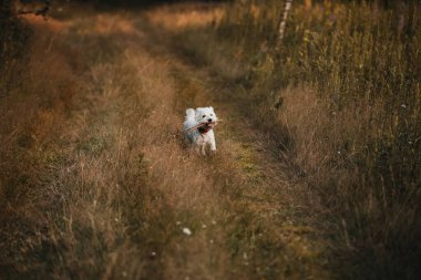 Batı Teriyeri köpeği sahada sopayla koşuyor.