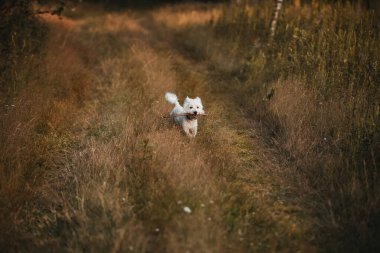 Batı Teriyeri köpeği sahada sopayla koşuyor.