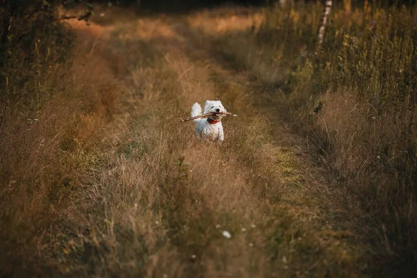 West Terrier Hond Loopt Met Stok Het Veld — Stockfoto