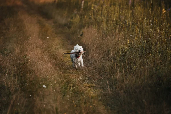 West Terrier Hond Loopt Met Stok Het Veld — Stockfoto
