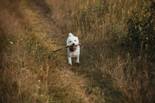 フィールドに棒で実行されている西のテリア犬 — ストック写真