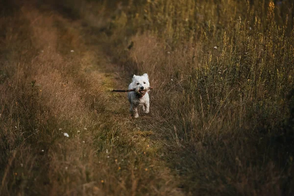 West Terrier Kutya Fut Bottal Területen — Stock Fotó