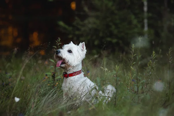 Zachodni Pies Terrier Siedzi Terenie — Zdjęcie stockowe