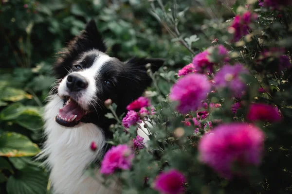 Zwarte Witte Rand Collie Hond Met Bloemen — Stockfoto