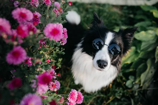 Černobílý Ohraničení Kolie Pes Slunečních Brýlích Květinami — Stock fotografie