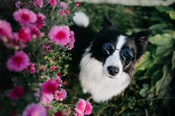 戴着花太阳镜的黑白边境牧羊犬 — 图库照片