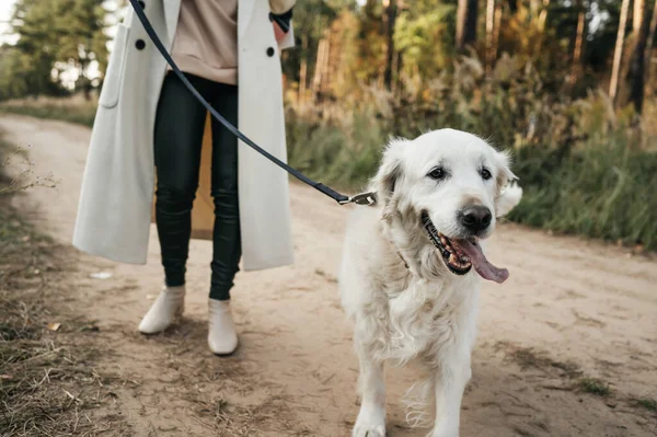 Flicka Med Vit Golden Retriever Hund Skogsstigen — Stockfoto