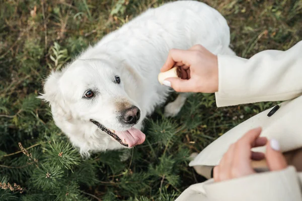 Blanco Perro Recuperador Oro Mirando Regalo Del Perro — Foto de Stock