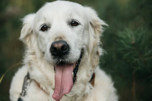 Close Portrait White Golden Retriever Dog Field — Stok fotoğraf