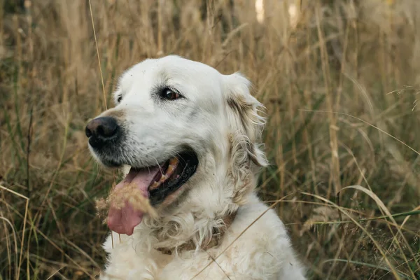Close Portrait White Golden Retriever Dog Field — Stok fotoğraf