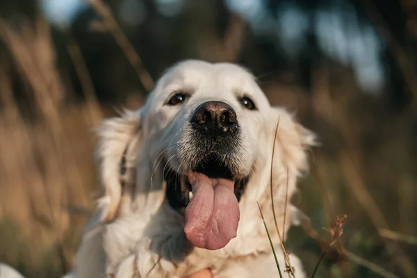 Close Portrait White Golden Retriever Dog Field — Stok fotoğraf