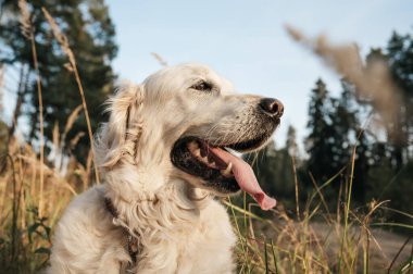 Close up portrait of white golden retriever dog in the field