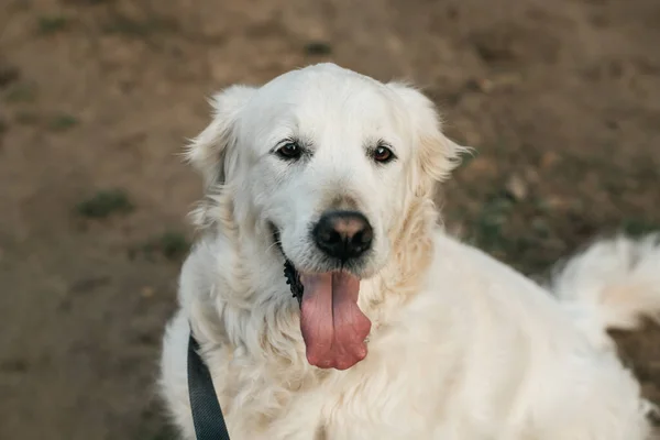 Close Portrait White Golden Retriever Dog Field — Stok fotoğraf