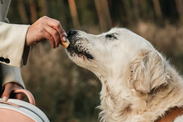 Blanco Golden Retriever Perro Come Perro Tratar — Foto de Stock
