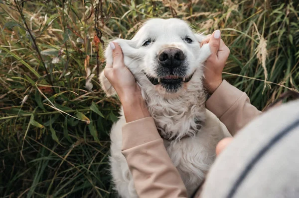 Chica Jugando Con Golden Retriever Perro Campo —  Fotos de Stock