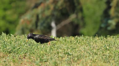 Çim yeme starling solucanlar .