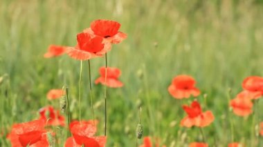 Kırmızı poppies alanında büyümek