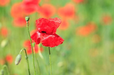 Kırmızı poppies alanında büyümek