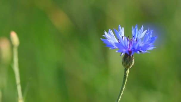 Blauwe Korenbloem Achtergrond Van Groen Gras — Stockvideo