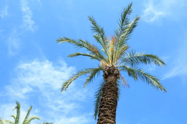 Mavi gökyüzü arka planında palmiye ağacı