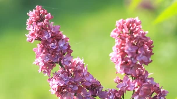 Lindas Flores Lilás Florescem Primavera — Vídeo de Stock