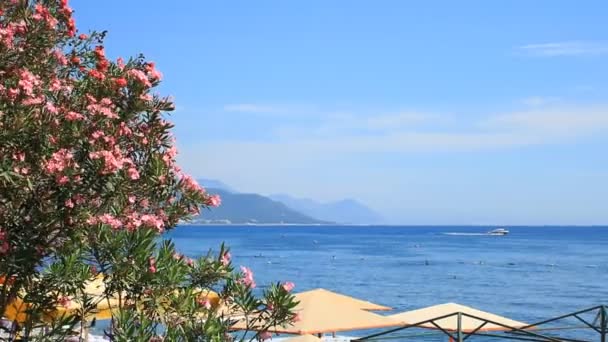 Oleander Flowers Mediterranean Sea Kemer — Stock Video