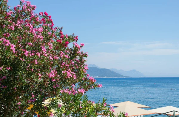 Oleander Kwiaty Morza Śródziemnego Mieście Kemer — Zdjęcie stockowe
