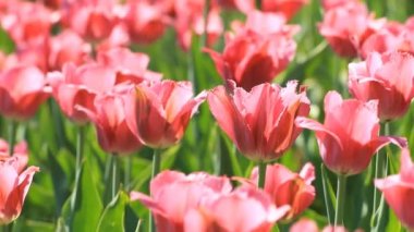 Güzel pembe lale çiçeği flowerbed üzerinde
