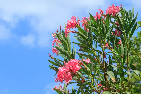 粉红色的夹竹桃花在蓝天背景下 — 图库照片