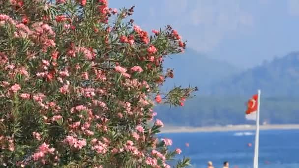 Oleandr Květiny Turecká Vlajka Kemer Turecko — Stock video