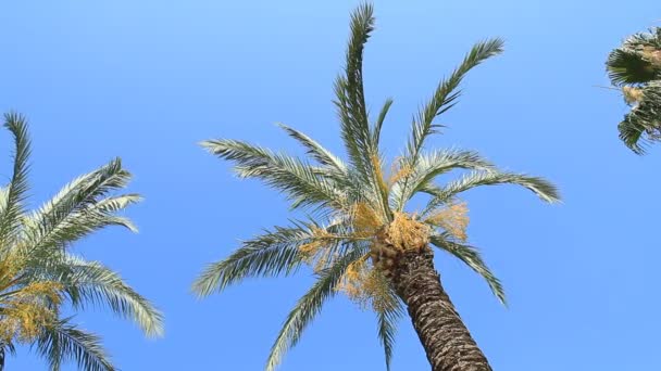 Palmiye Ağaçları Mavi Gökyüzüne Karşı Salıncak — Stok video