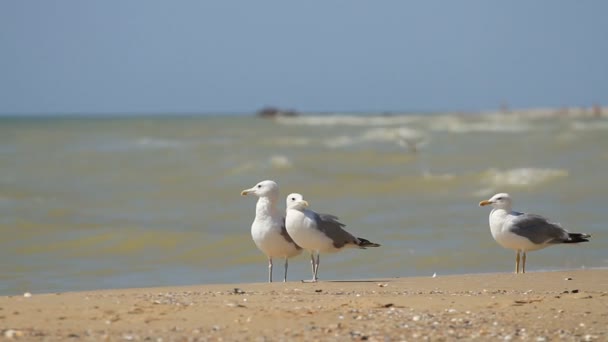 Möwen Spazieren Sand Auf Dem Meer — Stockvideo