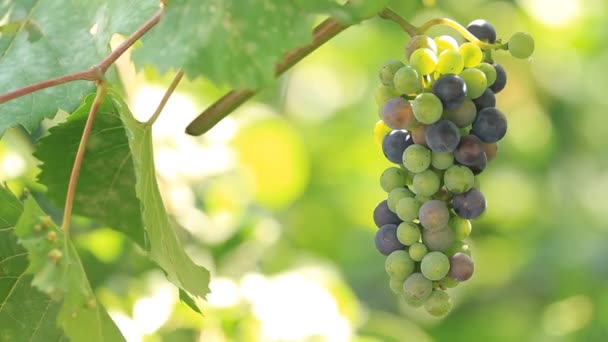 Winogrona Rosną Plantacji Światło Słoneczne — Wideo stockowe