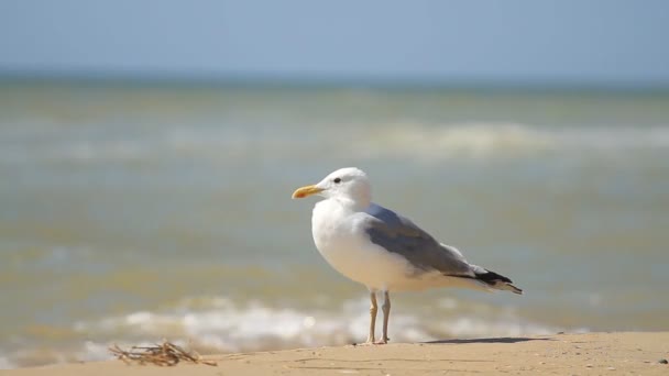 Gaviota Levanta Sobre Arena Contra Mar — Vídeo de stock