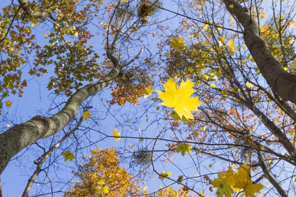 Maple Autumn Leaves Sky — Stock Photo, Image