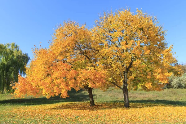 Two Yellow Maple Trees Autumn — Stock Photo, Image