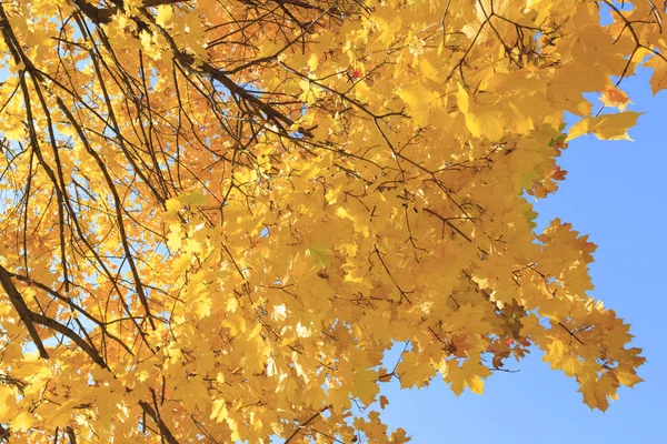 Herfst Esdoorn Tegen Blauwe Hemel — Stockfoto