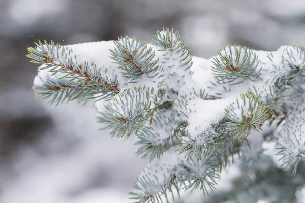 Pine Tak Dalende Sneeuw Het Bos — Stockfoto