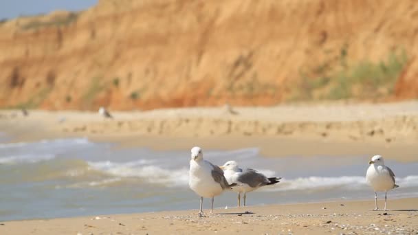 海鸥在海边漫步 — 图库视频影像