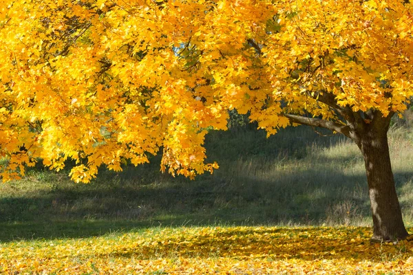 Autumn Maple Tree Yellow Leaves — Stock Photo, Image