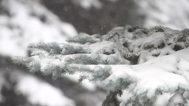 Yaprak Dökmeyen Ağaç Orman Kar Fırtınasında — Stok video