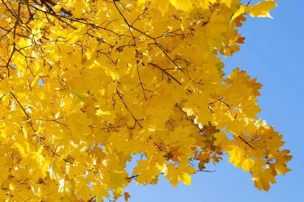 Javor Podzimní Listí Proti Modré Obloze — Stock fotografie