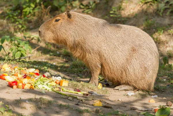 Capibara Τρώει Στον Καρπό Μεγάλο Τρωκτικό — Φωτογραφία Αρχείου