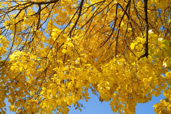 Maple Autumn Tree Blue Sky — Stock Photo, Image