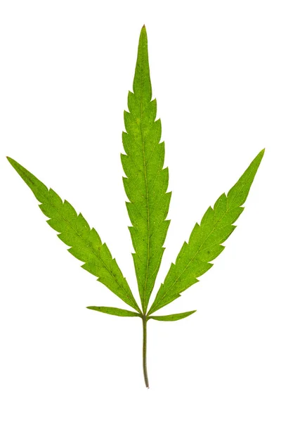 Cannabisblad Geïsoleerd Witte Achtergrond — Stockfoto