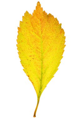 sonbahar sakura yaprak üzerinde beyaz izole