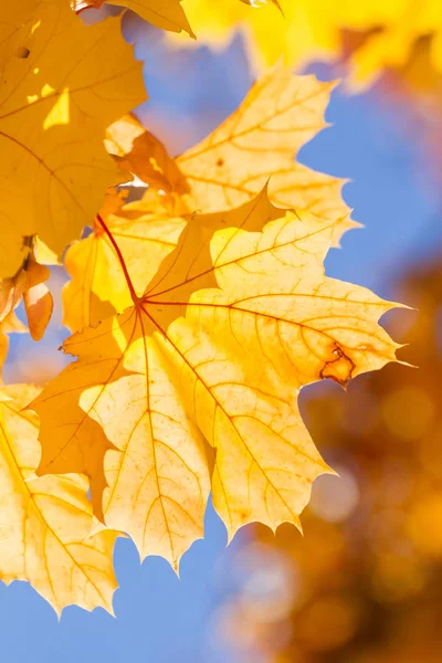 Gele Natuurlijke Achtergrond Herfst Esdoorn Bladeren — Stockfoto